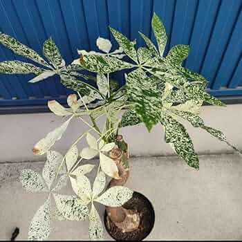 71-JsS+cnvL._AC_UF350,